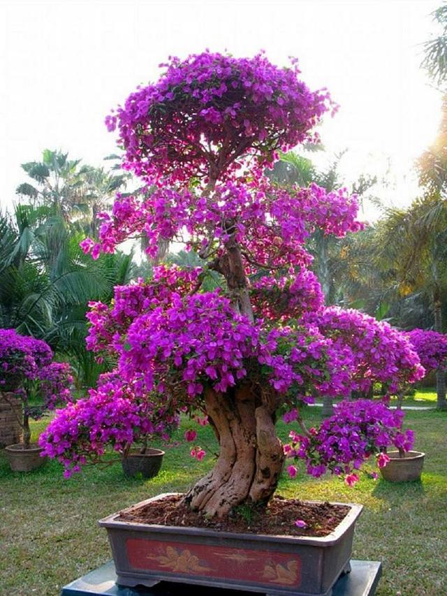 盆栽龙眼种子能结果吗？揭秘真相