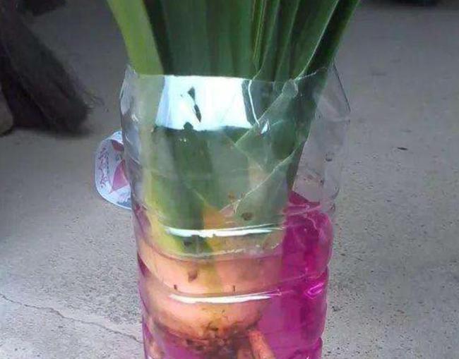 盆栽芒果什么时候种植?