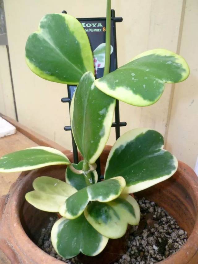 睡莲盆栽几天换水?专业园丁为你解答