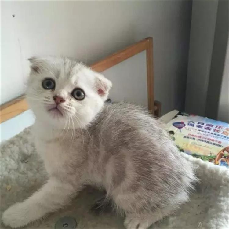 狗狗补钙过量怎么办:宠物护理小贴士