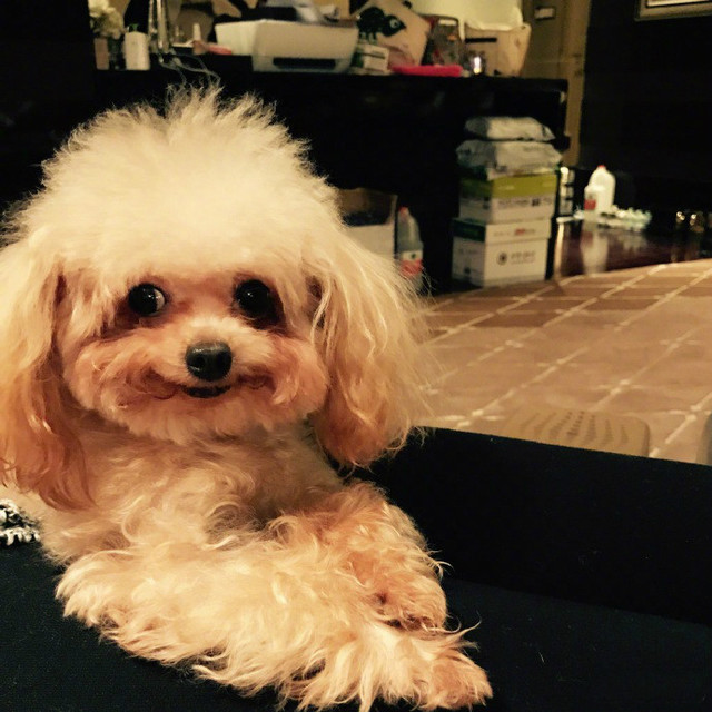 猫咪针管灌药吐沫怎办：宠物护理小妙招